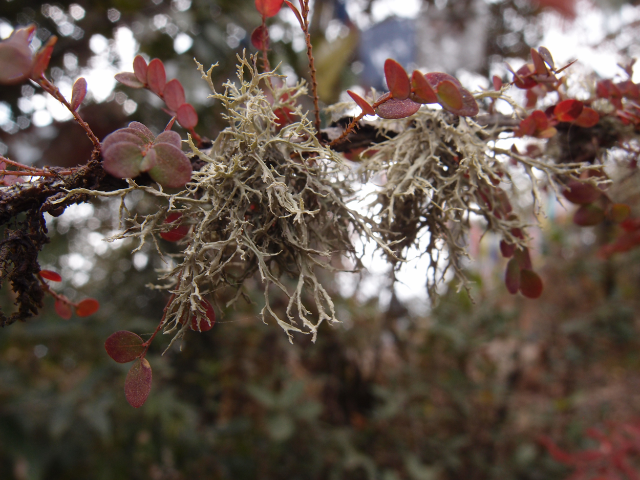 2018-01-16 12 Uhr - Im Shivapuri Nagarjun National Park (Nagi Gumba) (Foto) 